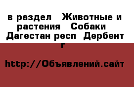  в раздел : Животные и растения » Собаки . Дагестан респ.,Дербент г.